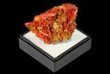 Bright Orange Crocoite Crystal Cluster - Tasmania #171634-1